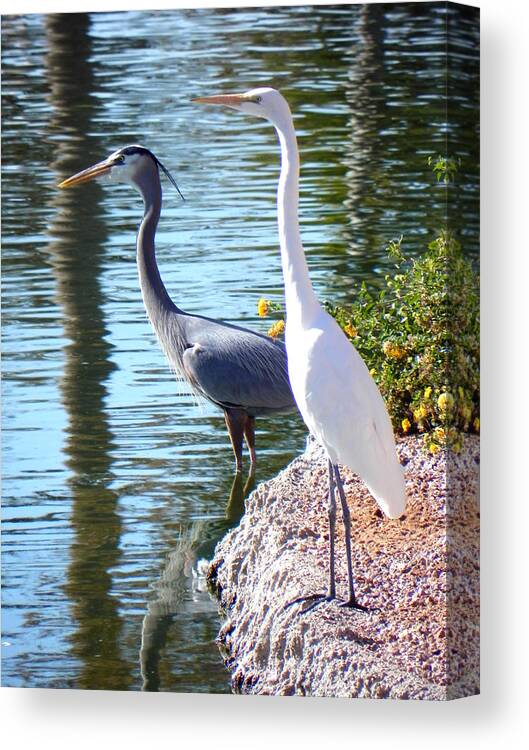 Heron Canvas Print featuring the photograph Odd Couple by Deb Halloran