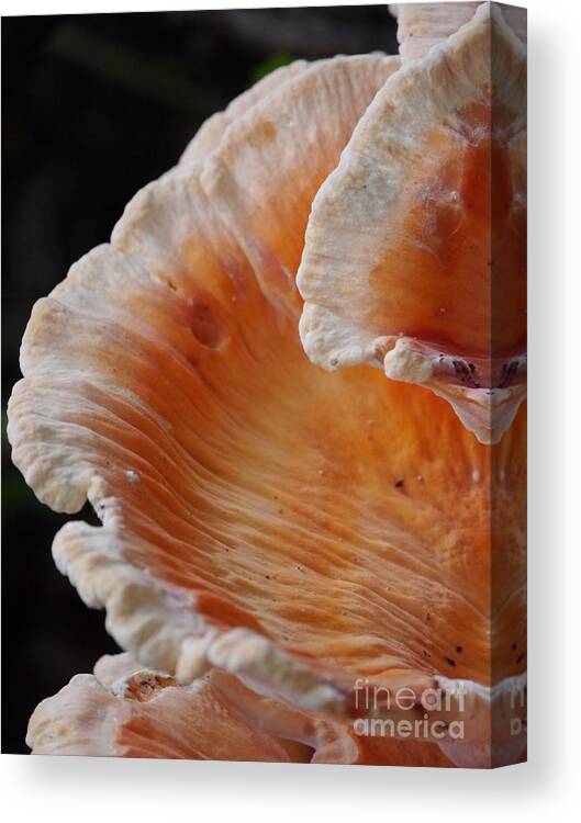 Orange Canvas Print featuring the photograph Orange and White Fungi by Jane Ford