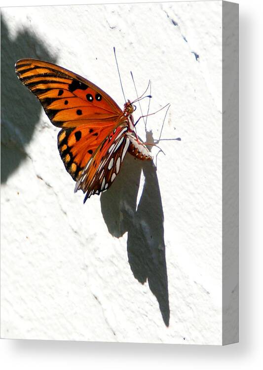 Butterfly Canvas Print featuring the photograph Orange Butterfly by Chauncy Holmes