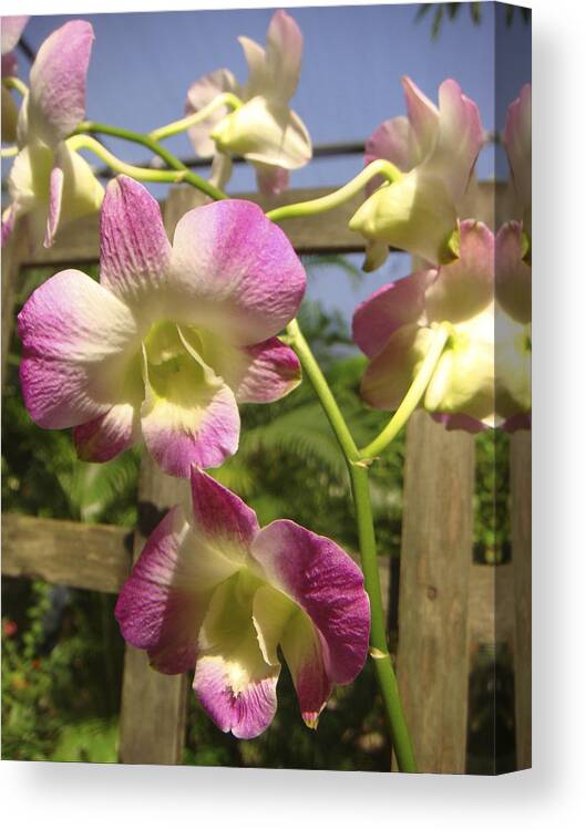 Orchid Canvas Print featuring the photograph Orchid Splendor by Karen Zuk Rosenblatt
