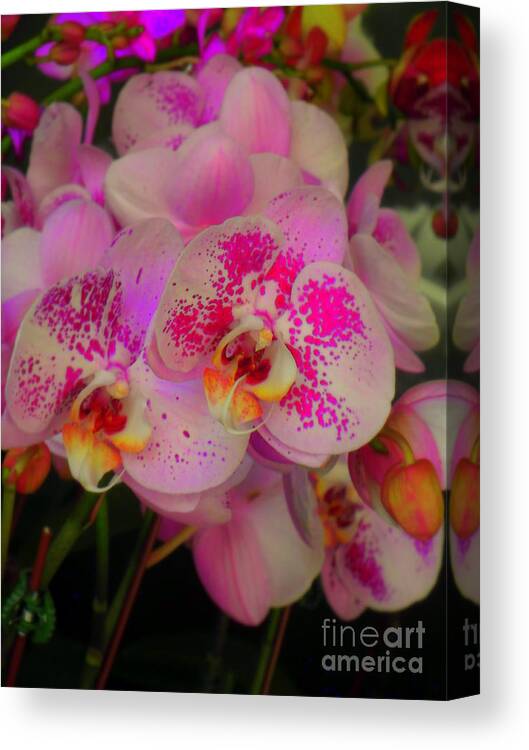 Orchid Canvas Print featuring the photograph Orchids - Hot Pink by Miriam Danar