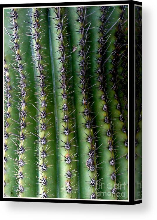 Cacti Canvas Print featuring the photograph Owie 7 by Marlene Burns