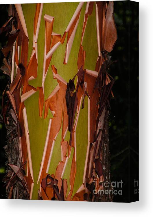 Plant Canvas Print featuring the photograph Pacific Madrone Bark by Ron Sanford
