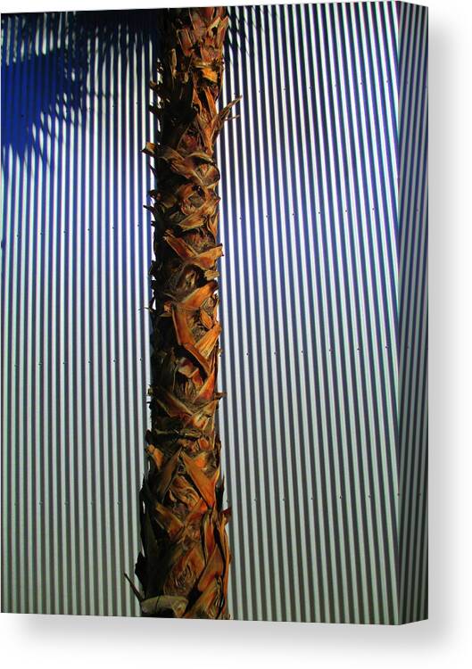 Palm Canvas Print featuring the photograph Palm On Sheet Metal by Randall Weidner