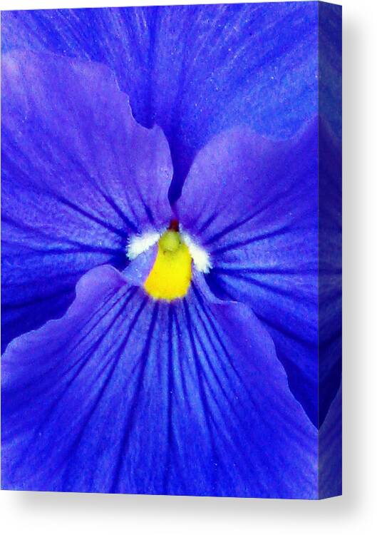 Pansy Canvas Print featuring the photograph Pansy Flower 37 by Pamela Critchlow