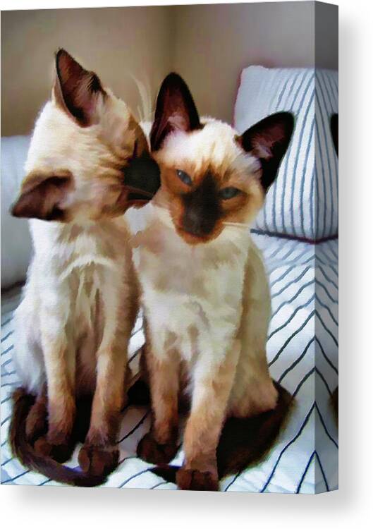 Cat Kitten Siamese Shorthair Feline Pet Littermates Litter+mates Groom Grooming Licking Bonding Bliss Siblings Canvas Print featuring the painting Pastel Sketch of Siamese Love by Elaine Plesser