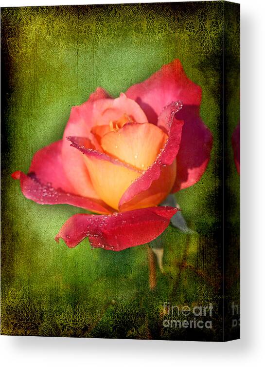 Rose Canvas Print featuring the photograph Peace Rose by Joan McCool
