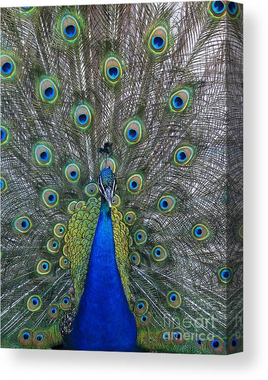 Peacock Canvas Print featuring the photograph Peacock by Steven Ralser