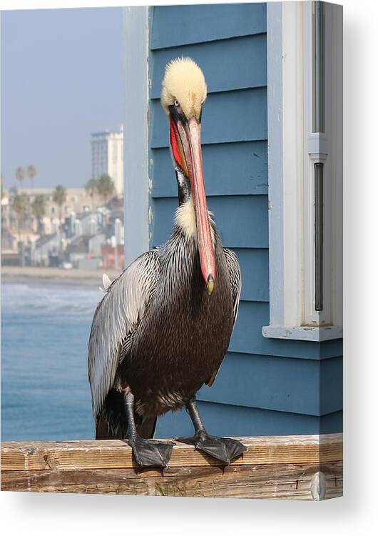 Wild Canvas Print featuring the photograph Pelican - 4 by Christy Pooschke
