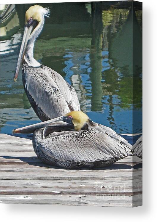 Joan Mcarthur Canvas Print featuring the photograph Pelicans at Rest by Joan McArthur