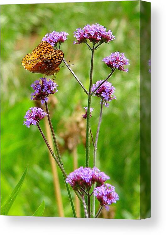 Fine Art Canvas Print featuring the photograph Perched by Rodney Lee Williams