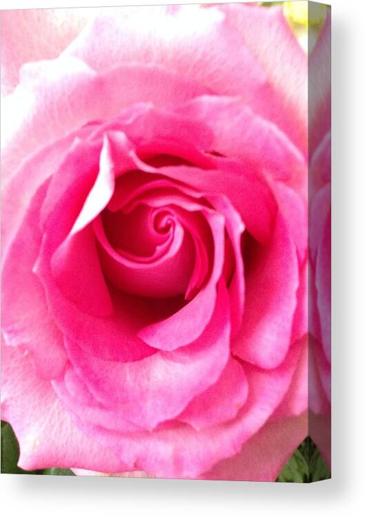 Rose Canvas Print featuring the photograph Petals of Beauty by Marian Lonzetta