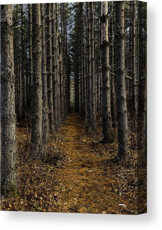 Landscapes Canvas Print featuring the photograph Pine Row by Kevin Senter