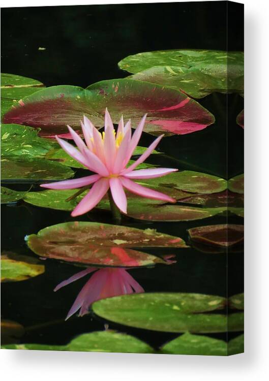 Waterlily Canvas Print featuring the photograph Pink Beauty by Vijay Sharon Govender