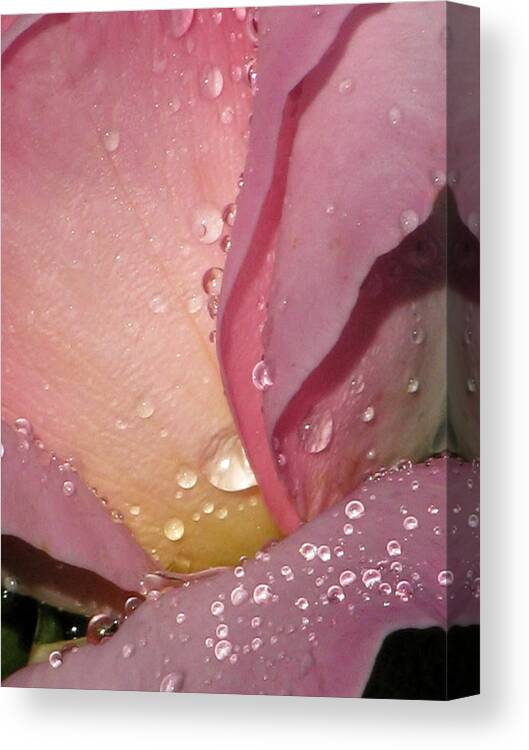 Pink Tea Rose Canvas Print featuring the photograph Pink Tea Rose 02 by Pamela Critchlow