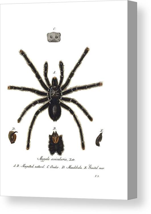 Pink Toe Tarantula Insect Bug Canvas Poster Wall Art Print Picture Framed JJ160 