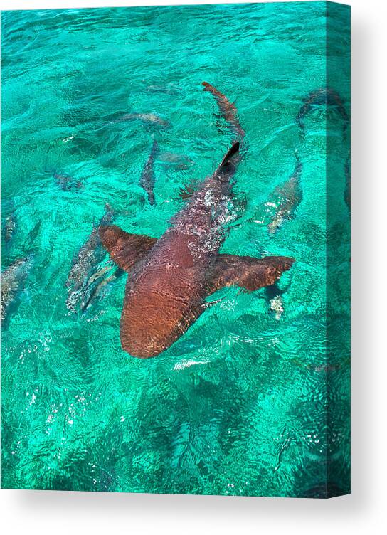 Belize Canvas Print featuring the photograph I Have My Eyes on You by Kristina Deane