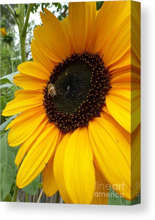 Garden Sunflower Canvas Print featuring the photograph Pollinator - Bee and Sunflower by Helen Campbell