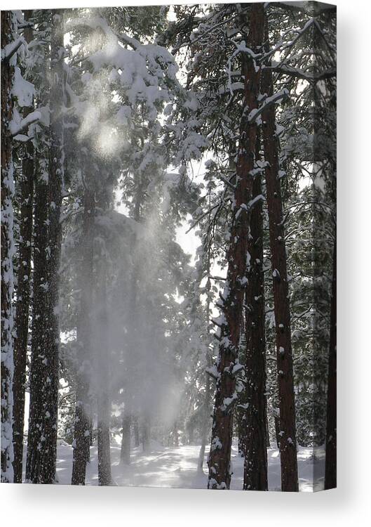 Ponderosa Pine. Winter Canvas Print featuring the photograph Poof by Jennifer Lake