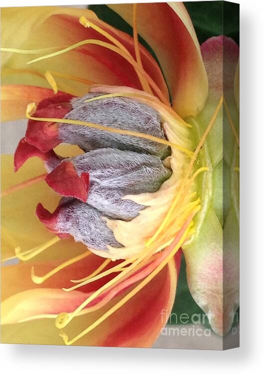Yellow Canvas Print featuring the photograph Poppy 4 by Jacklyn Duryea Fraizer
