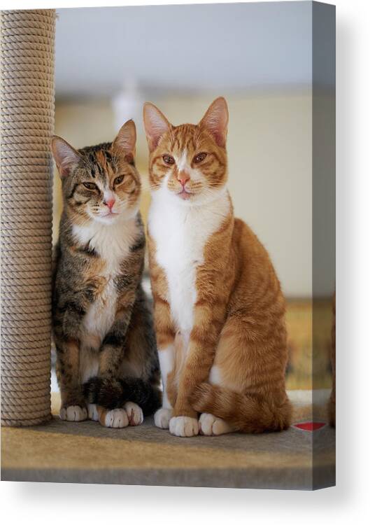 Pets Canvas Print featuring the photograph Portrait Of Two Young Cats by Akimasa Harada