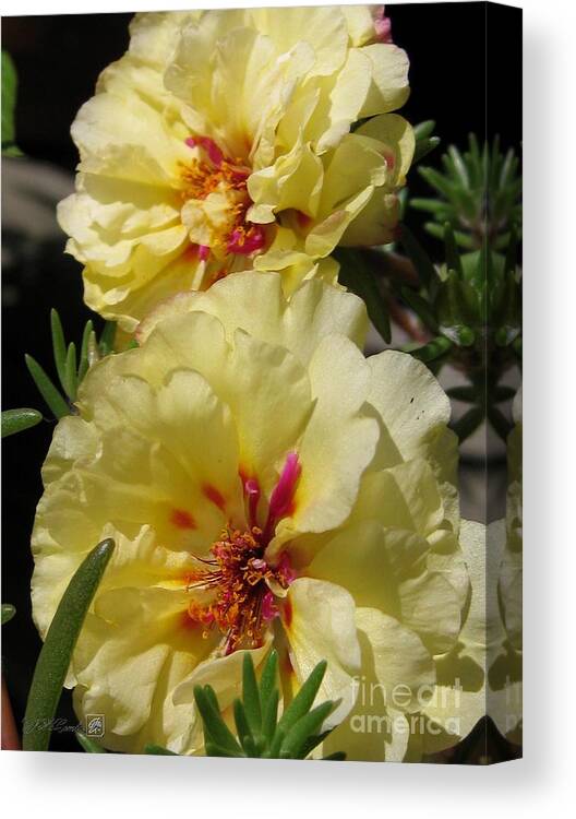Mccombie Canvas Print featuring the photograph Portulaca named Happy Hour Banana by J McCombie