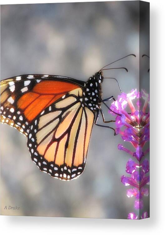 Butterfly Canvas Print featuring the digital art Preference for Pink by Alec Drake