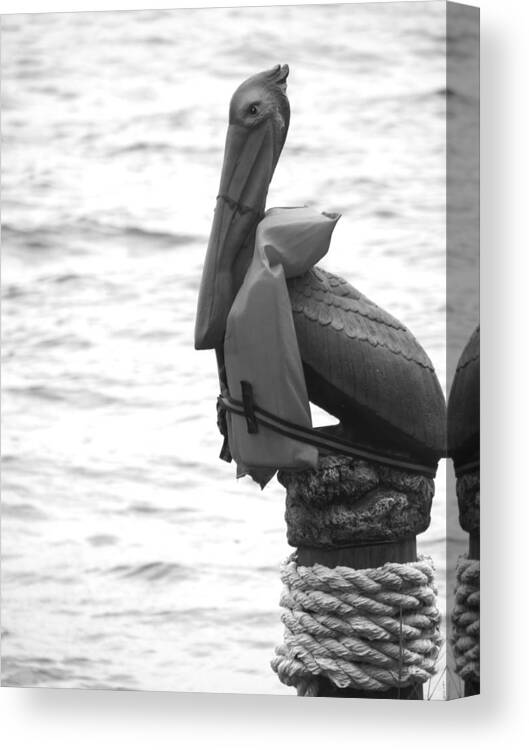 Pelican Canvas Print featuring the photograph Prepared by Tom DiFrancesca