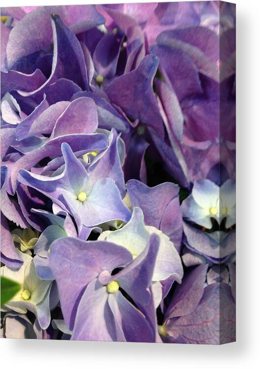 Hydrangeas Canvas Print featuring the photograph Purple Hydrangeas by Marian Lonzetta