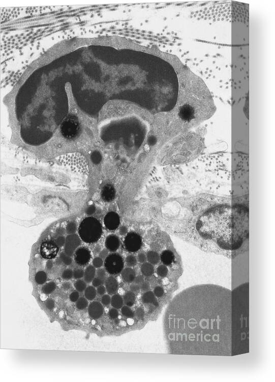 Science Canvas Print featuring the photograph Rabbit Capillary And White Blood Cell by David M. Phillips