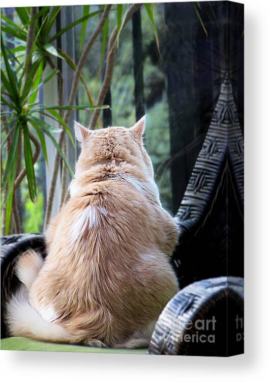 Cats Canvas Print featuring the photograph Rainy Day Blues by Ellen Cotton