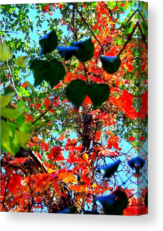 Red Creeper 3 Canvas Print featuring the photograph Red Creeper 3 by Darren Robinson