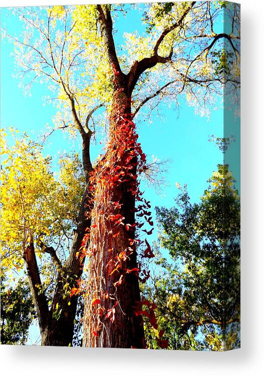 Red Creeper Canvas Print featuring the photograph Red Creeper by Darren Robinson