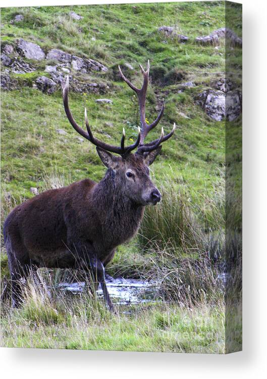 Red Deer Canvas Print featuring the photograph Red deer stag wallow by Phil Banks