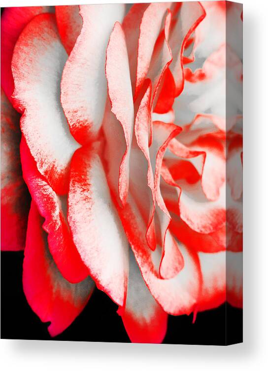 Rose Canvas Print featuring the photograph Red Impatience by Alex Art