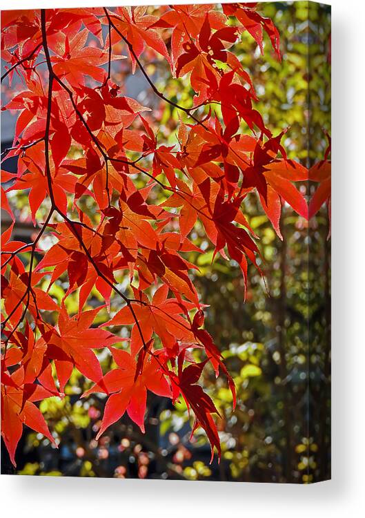 Nature Canvas Print featuring the photograph Red Leaves 1 by Robert Mitchell