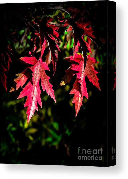 Maple Canvas Print featuring the photograph Red Maple Leaves by Robert Bales