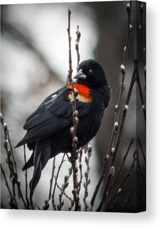 Bird Canvas Print featuring the photograph Red Winged Blackbird in Pussy Willows by Patti Deters