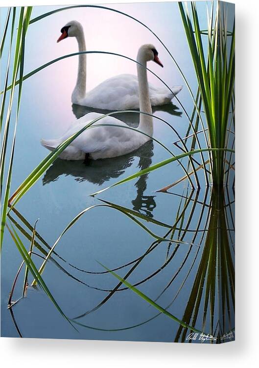 Swans Canvas Print featuring the digital art Reeds by Bill Stephens