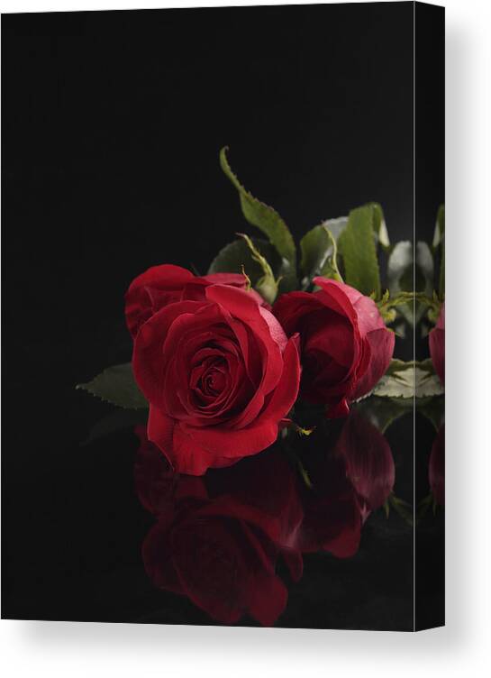 Red Rose Canvas Print featuring the photograph Reflected Red Rose by Duncan Selby