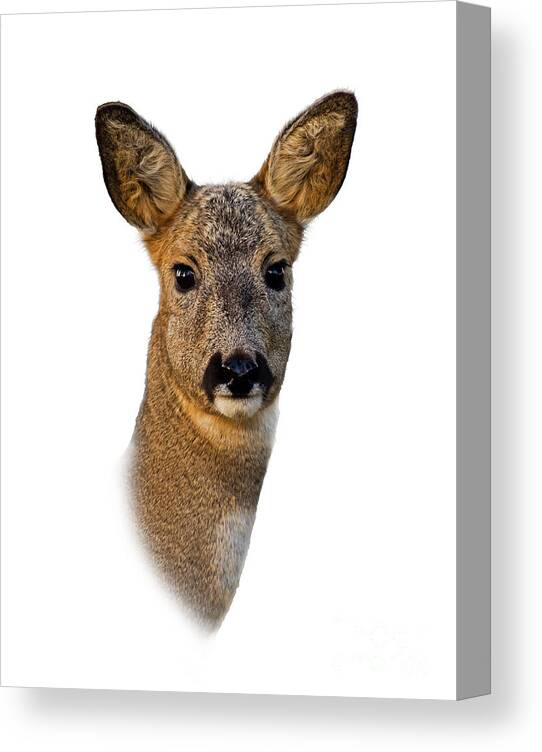 Roe Deer Portrait Canvas Print featuring the photograph Roe Deer Portrait by Torbjorn Swenelius