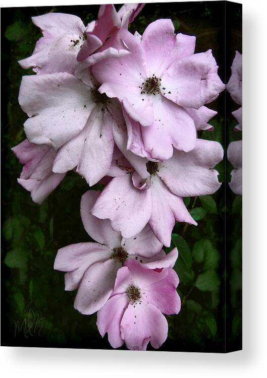 Rose Canvas Print featuring the photograph Rose Cluster by Louise Kumpf