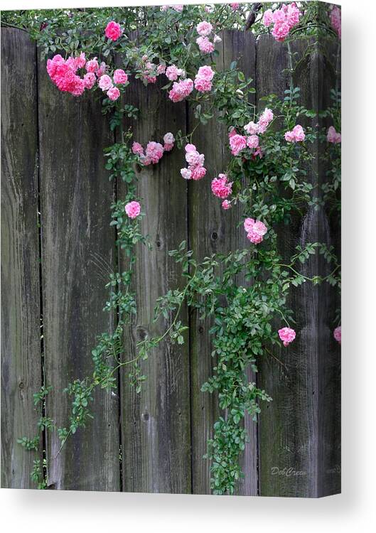 Rose Canvas Print featuring the photograph Rose Fence by Deborah Crew-Johnson