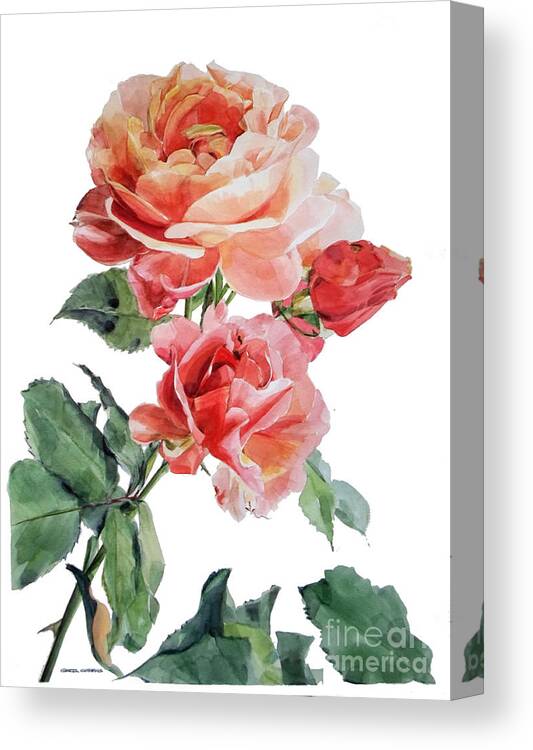 Watercolor Canvas Print featuring the painting Watercolor of Red Roses on a stem I call Rose Maurice Corens by Greta Corens