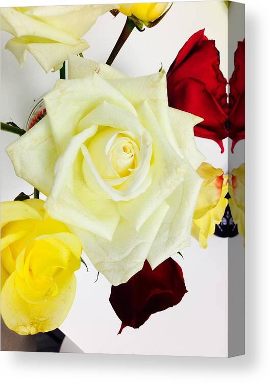 Roses Canvas Print featuring the photograph Roses by Felix Zapata
