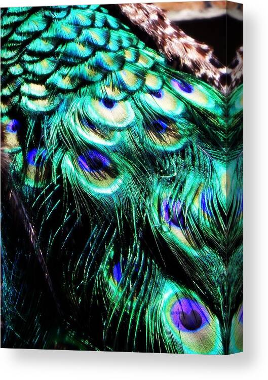 Peacock Canvas Print featuring the photograph Royal Cloak by Leah Moore
