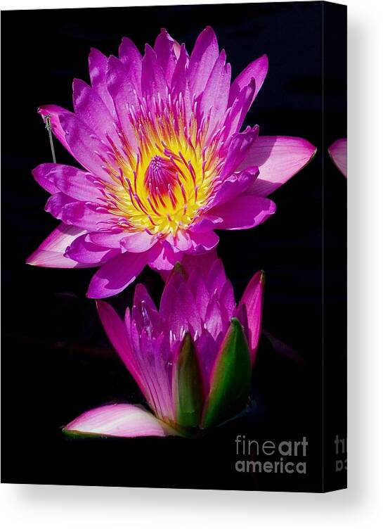 Aquatic Canvas Print featuring the photograph Royal Lily by Nick Zelinsky Jr