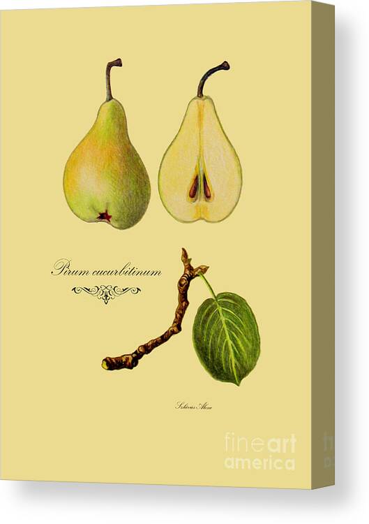 Plants Canvas Print featuring the drawing Russet pear by Alexa Szlavics
