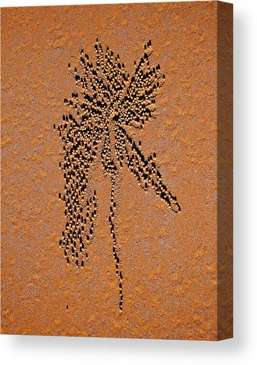 Sand Canvas Print featuring the photograph Sand crab patterns 2 by Jocelyn Kahawai
