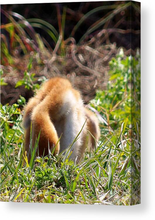Fine Art Photograph Canvas Print featuring the photograph Sandhill Chick 008 by Christopher Mercer